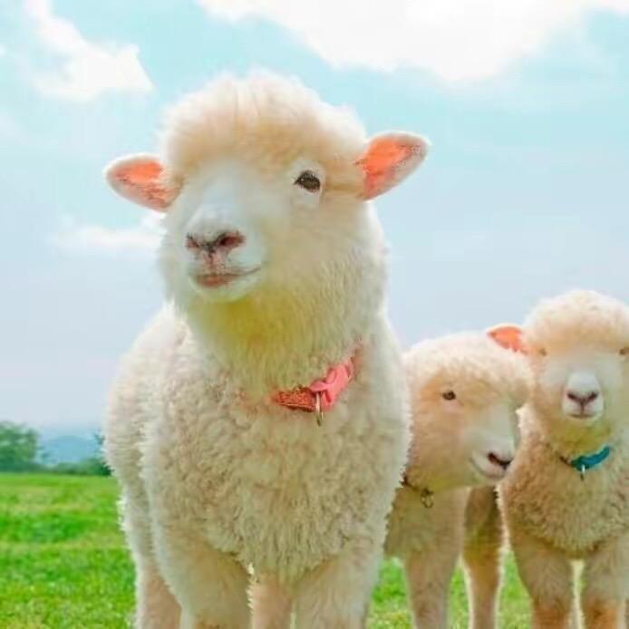 羊咩咩🐑