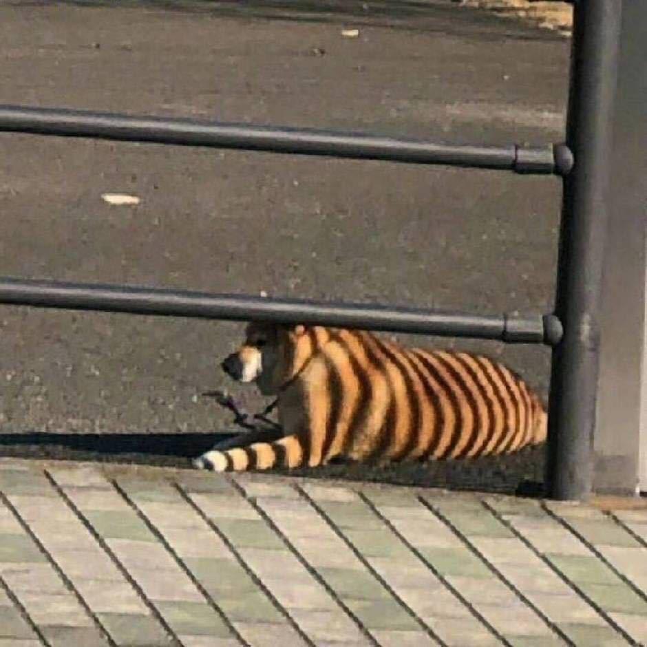 山羊的饭勺