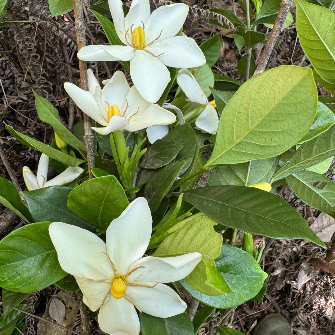 乔乔栀子花盆景