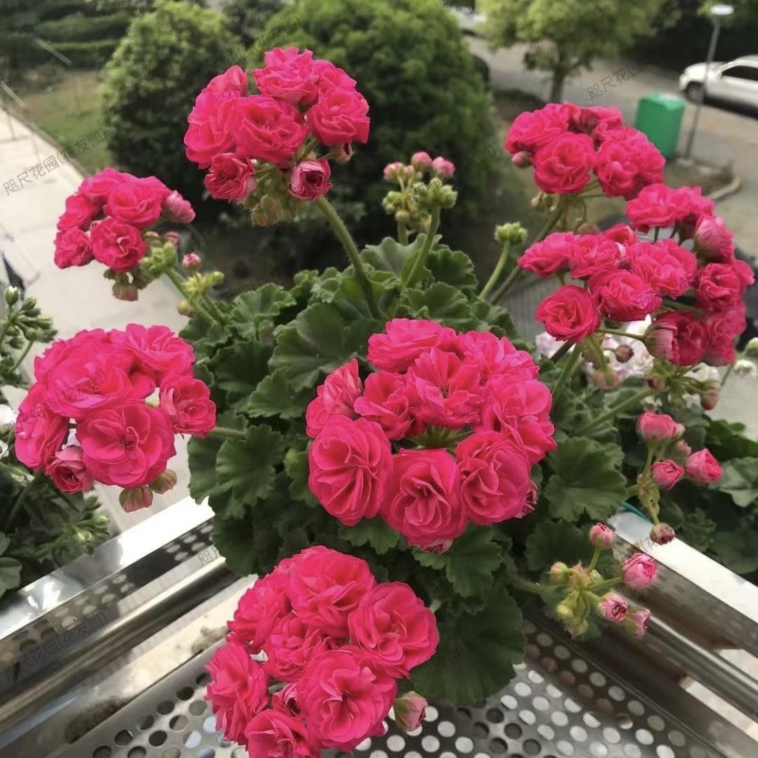 繁花花园