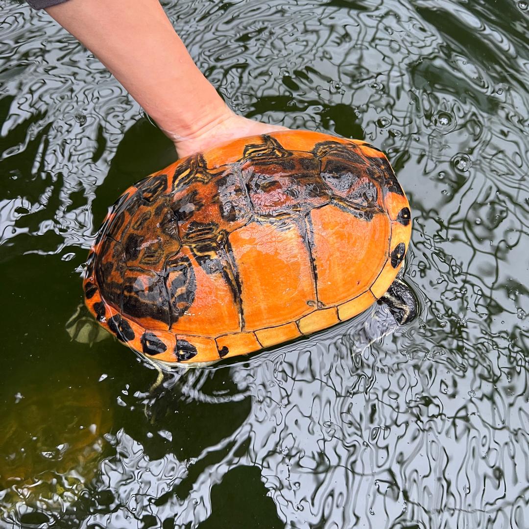 金边火焰龟养殖场