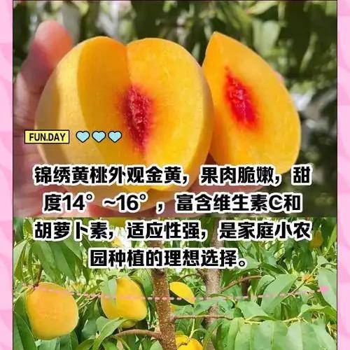 锦绣黄桃之家
