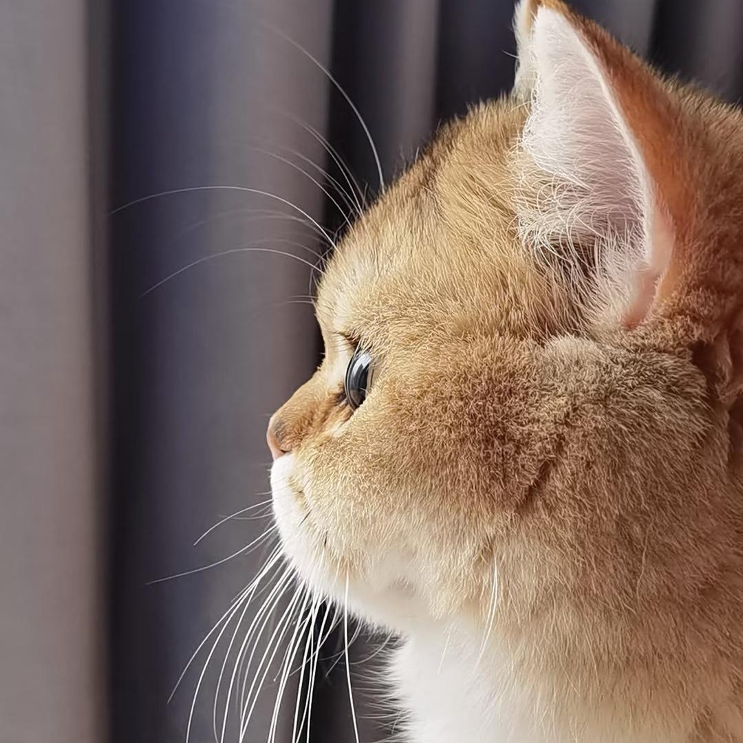 欧力小姐姐