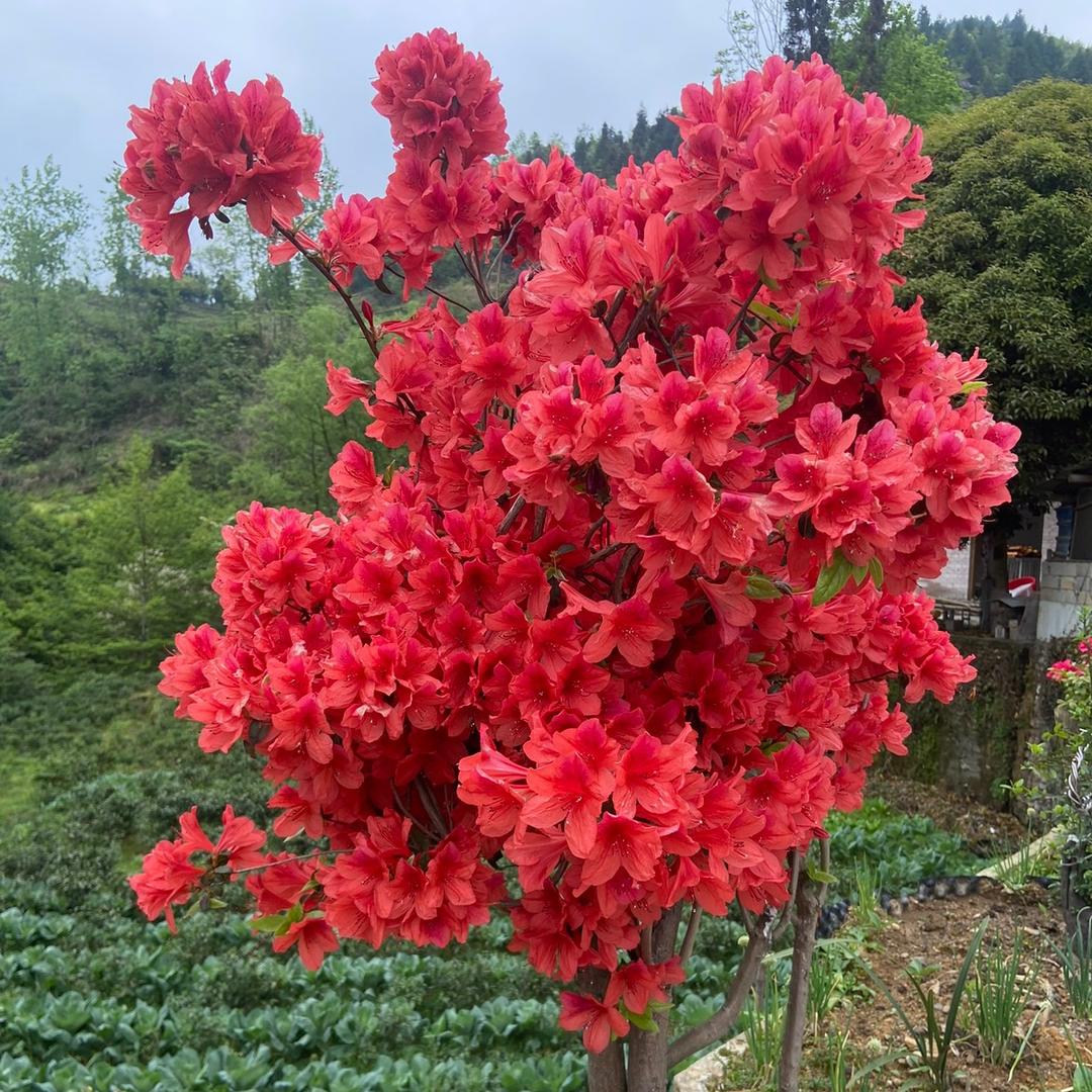 胜好园盆景