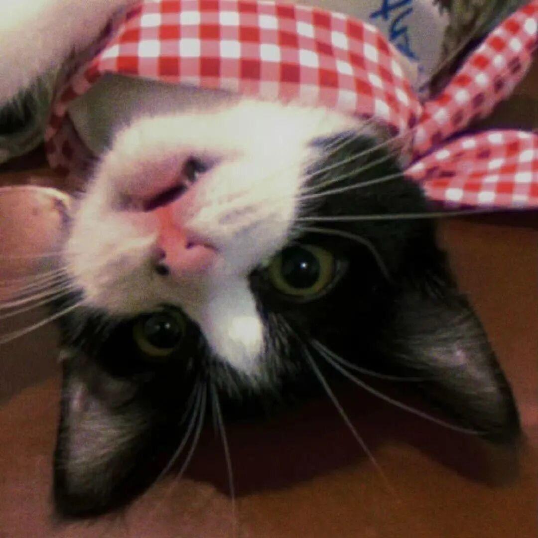 ꉂ՞•• ིྀฅ◞ ̑̑