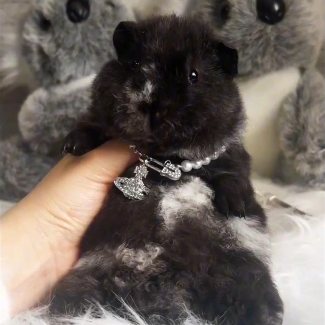 Miss•小黑熊