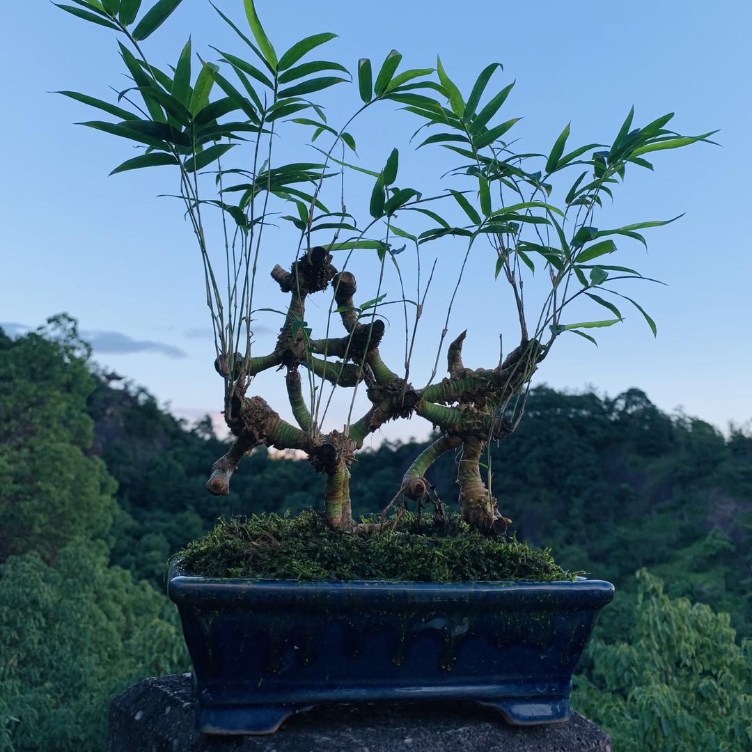 常青绿植堂