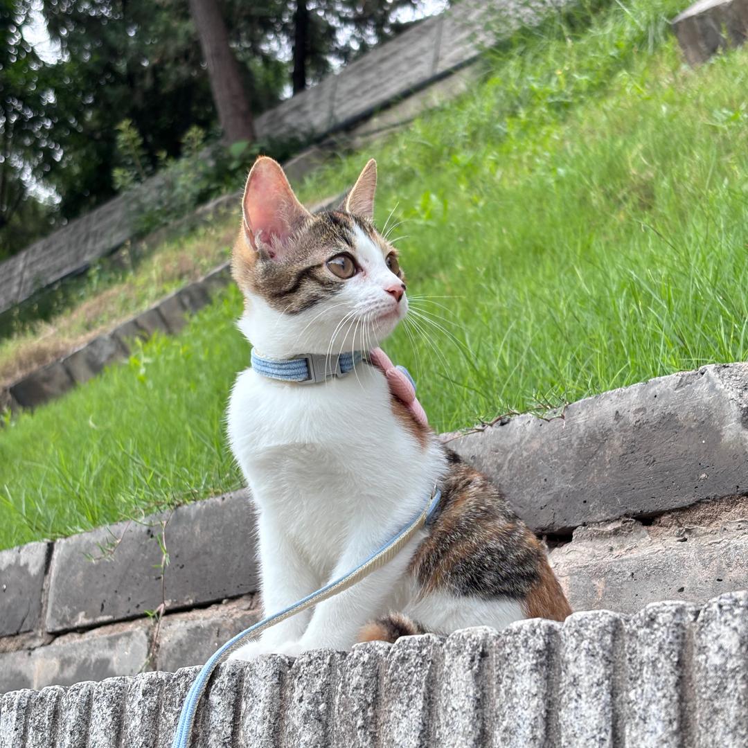 小满的崽崽儿.