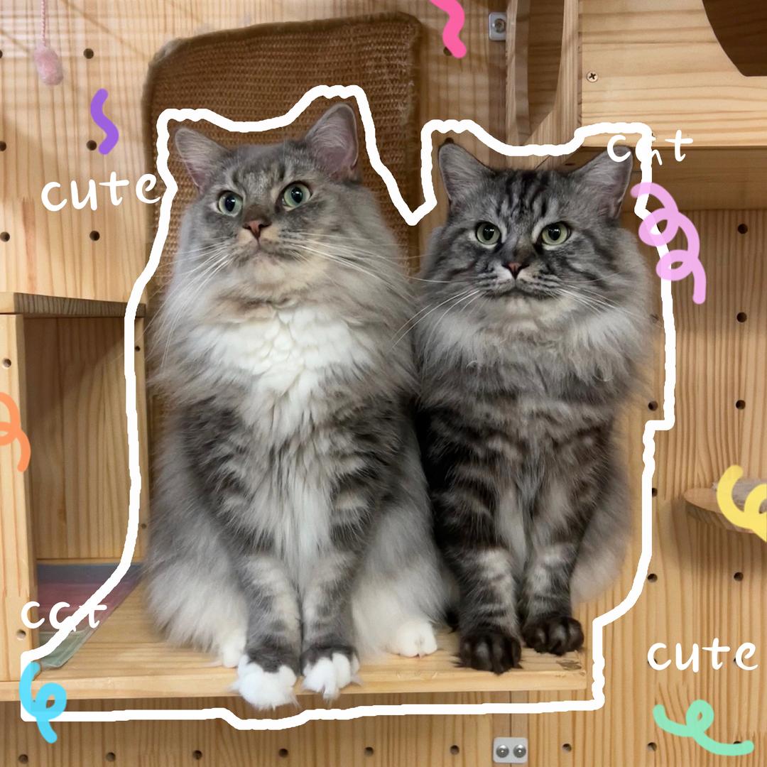 喜欢小猫小狗