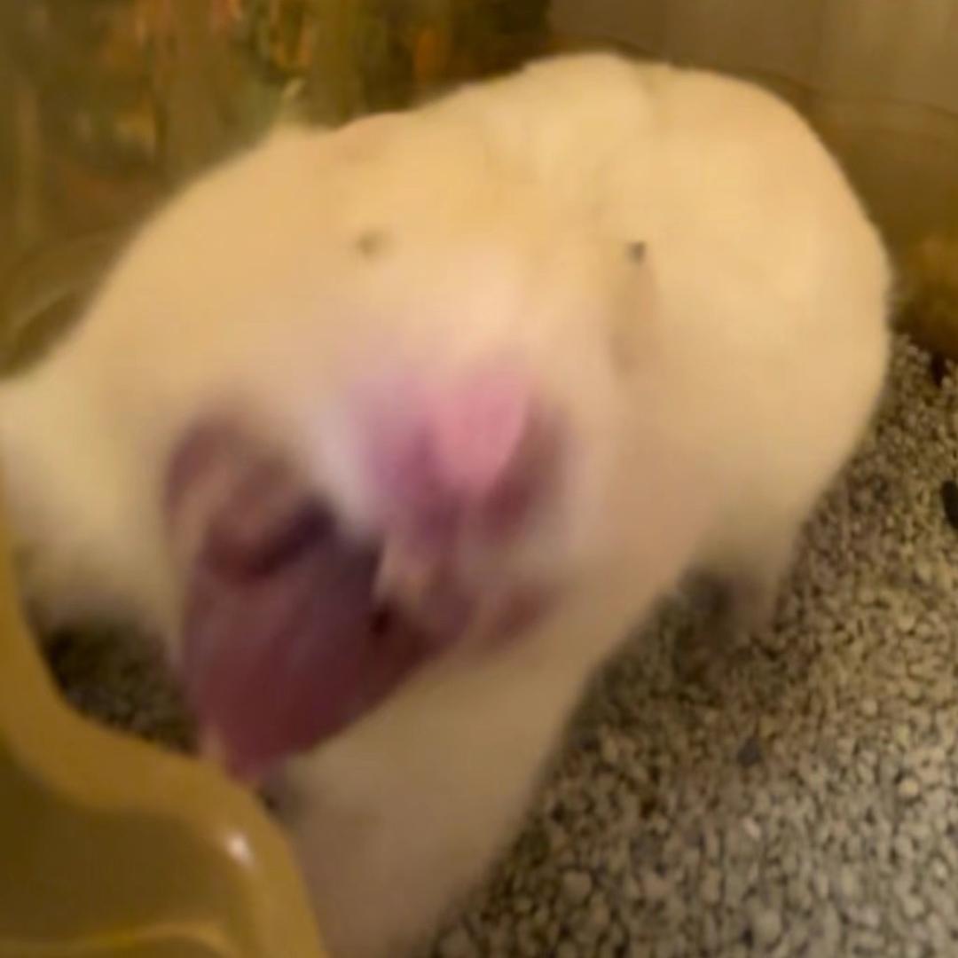 鼠鼠我恼啦