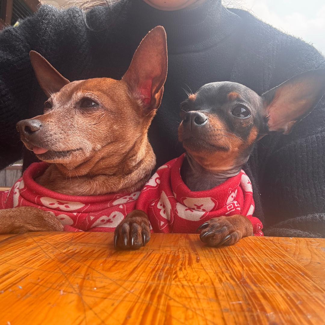 胖欢欢瘦六六的日常