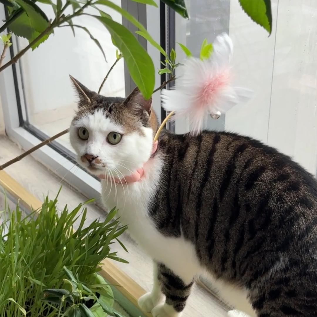 毛小毛和奶胖胖