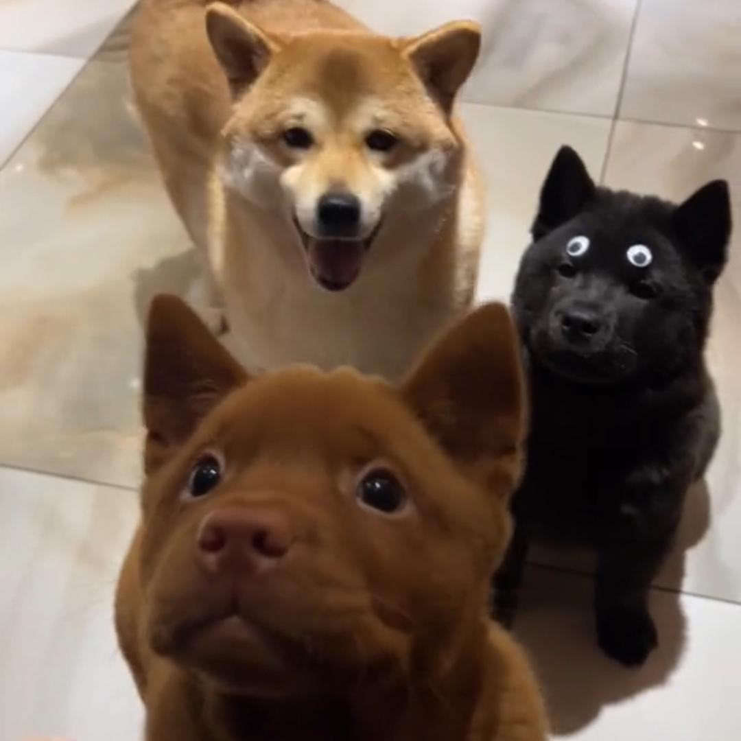 阳光狗腚