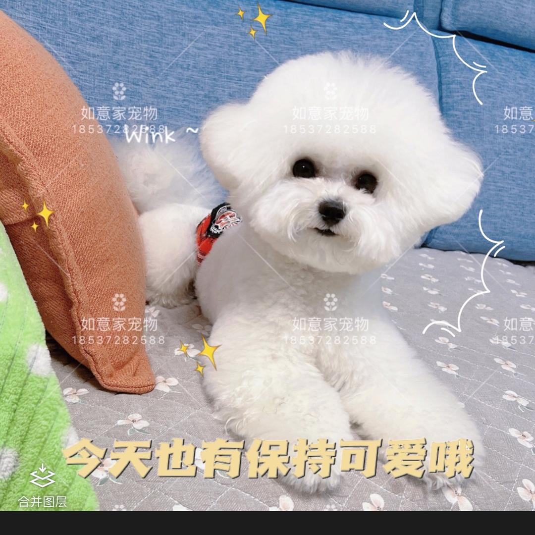 安阳如意家