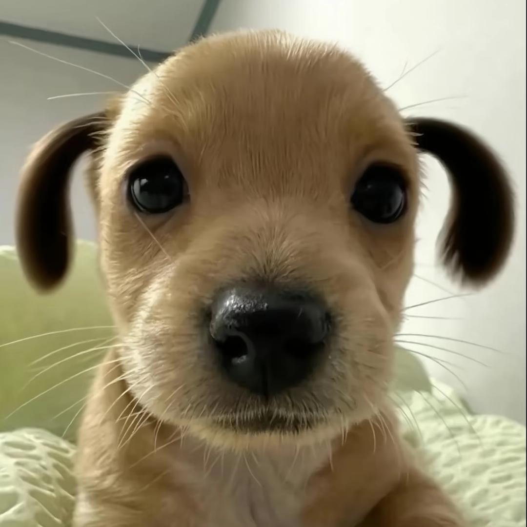 崩子