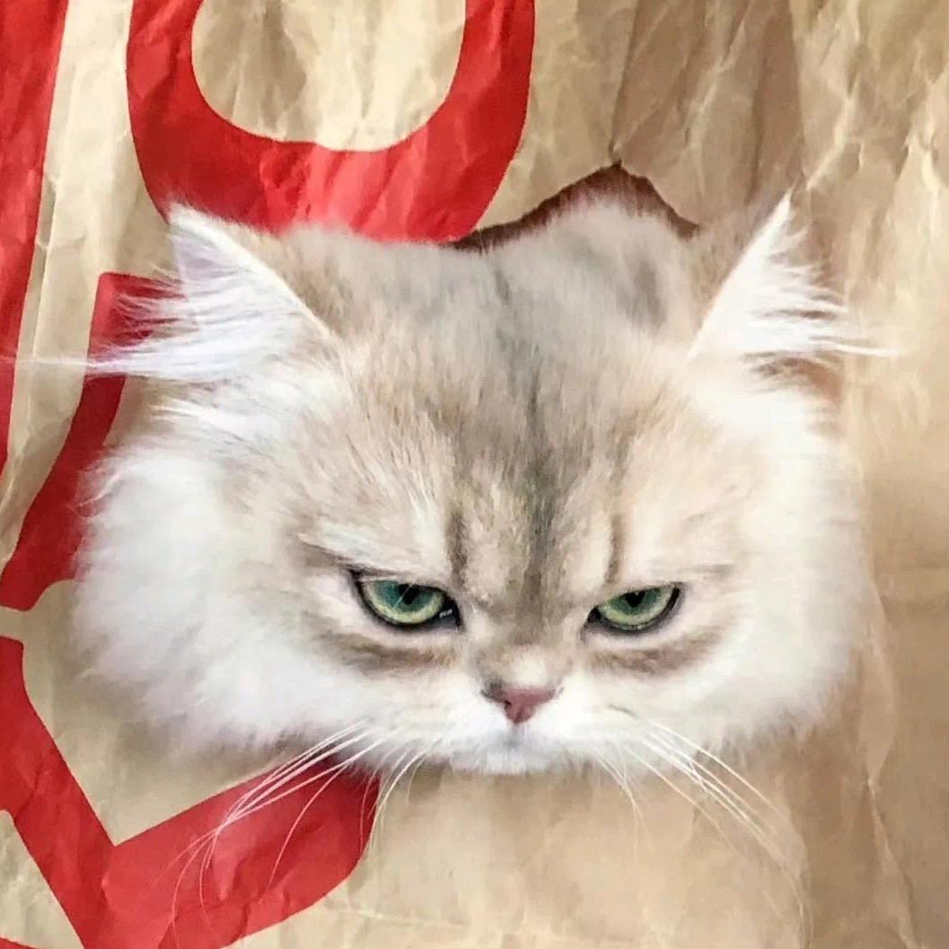 小熊软糖💤💤