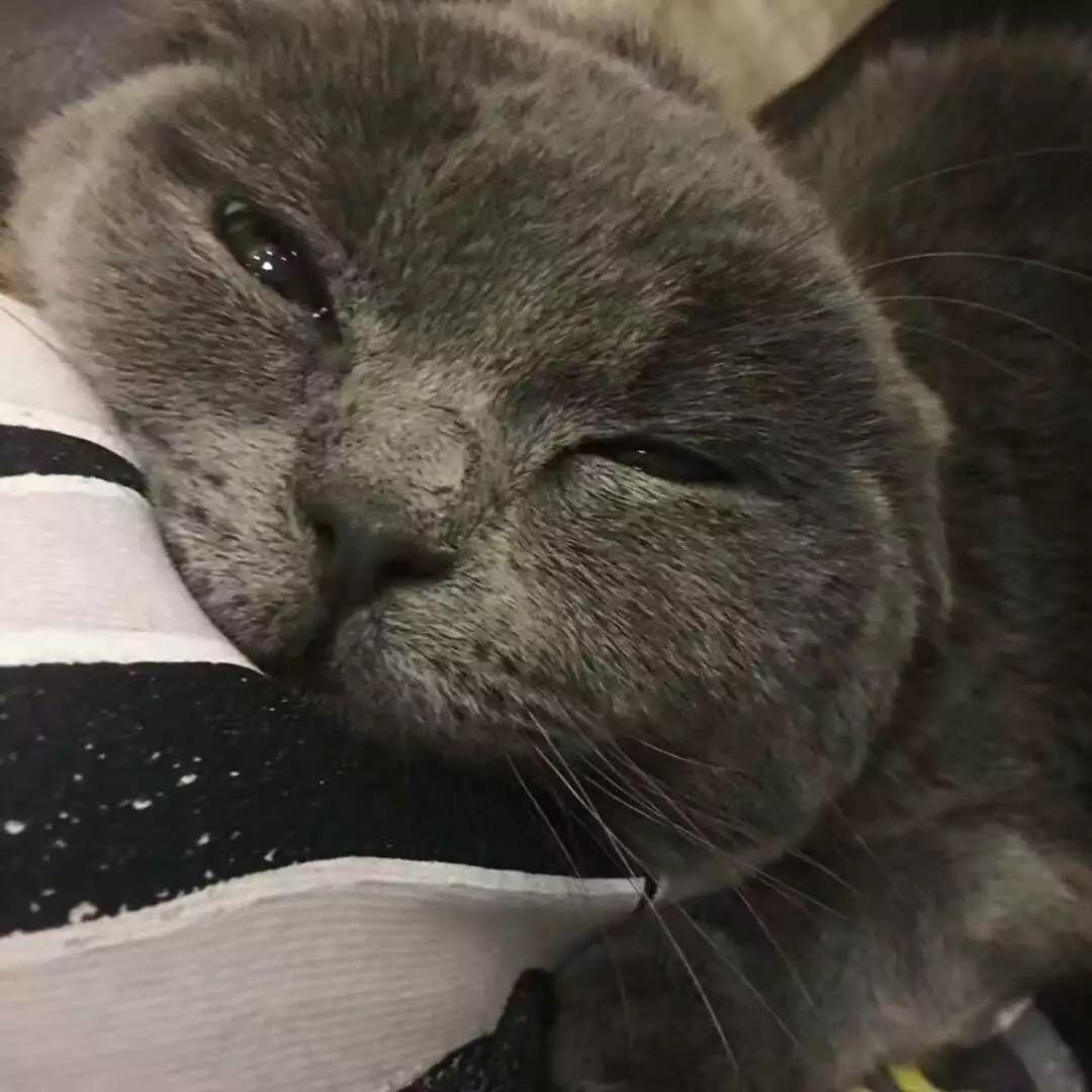 不穿胖次的狐狸🦊