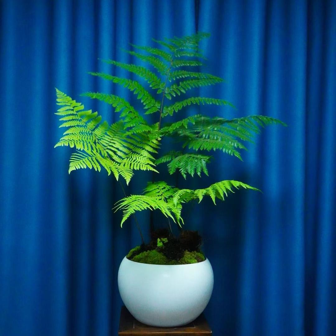 悦宝绿植精选店铺