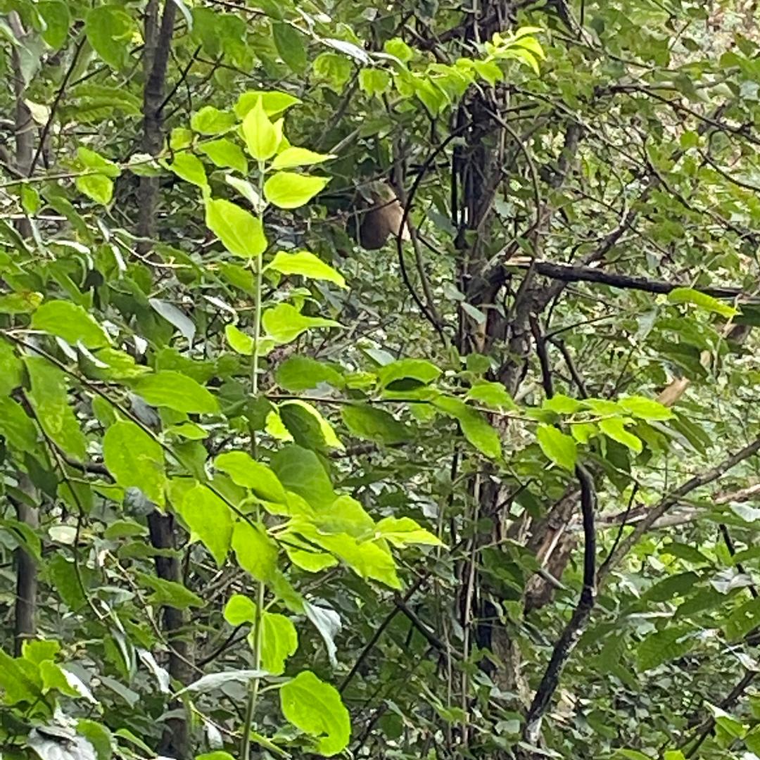 迷路的小猴子🐒