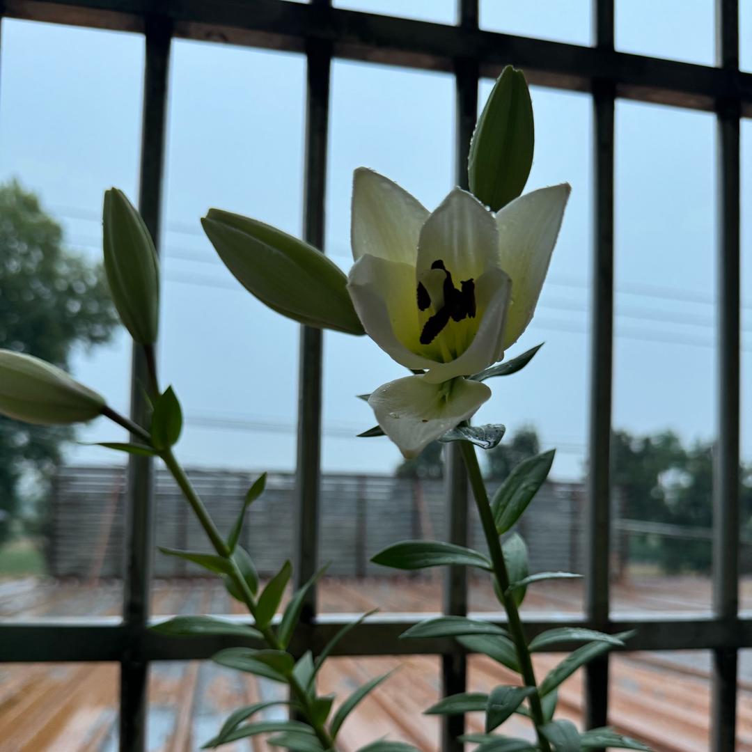风中的承诺