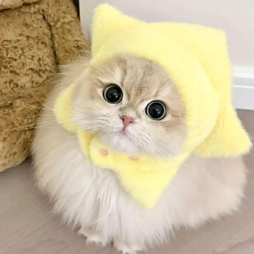 星回🍧