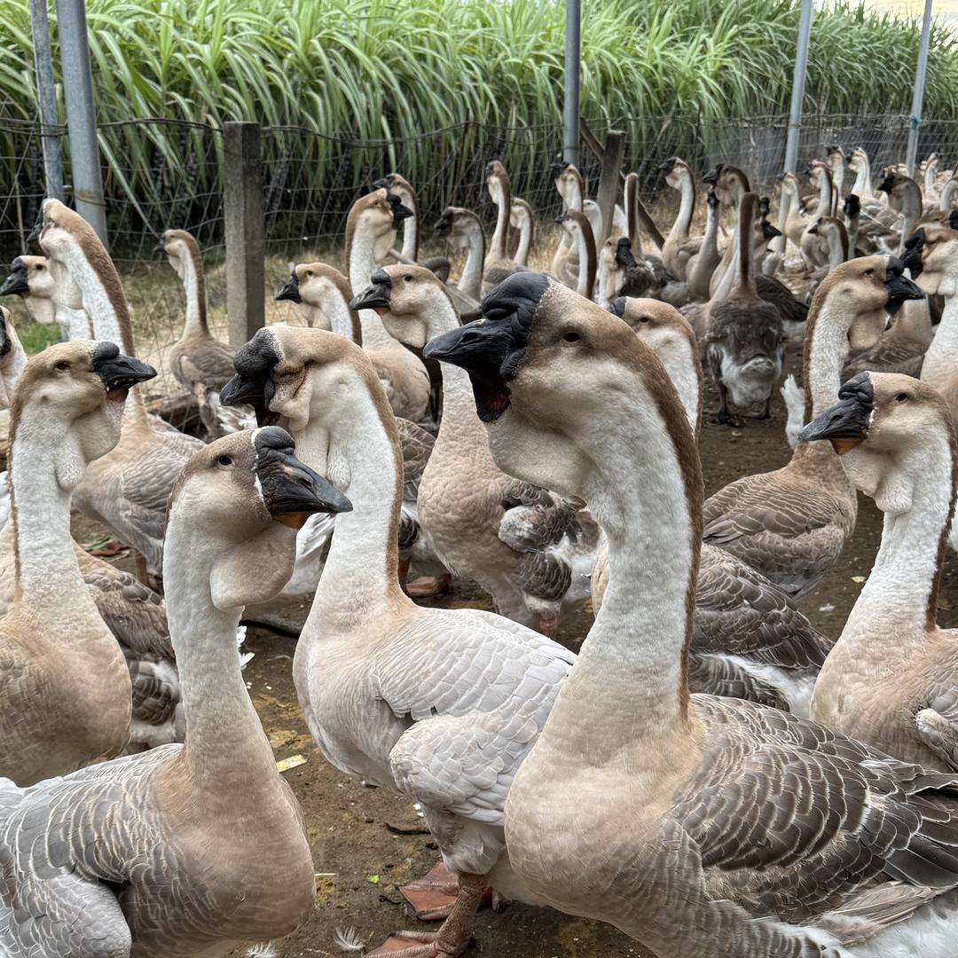 澄海小金经营部