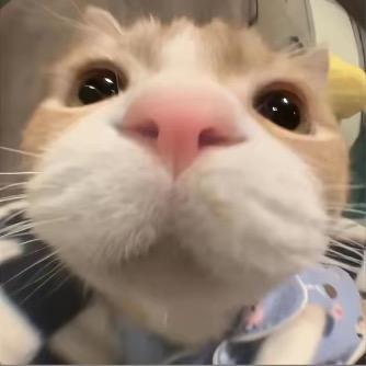 洗个超级蛋挞🫦