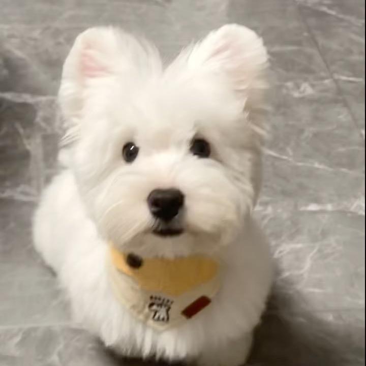 重庆南山臻萌犬业🐶