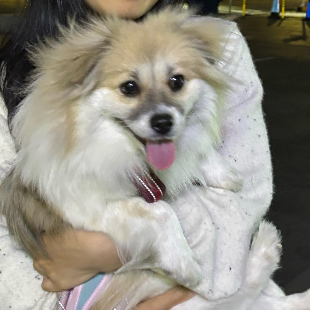 小胖的幸福生活🍥