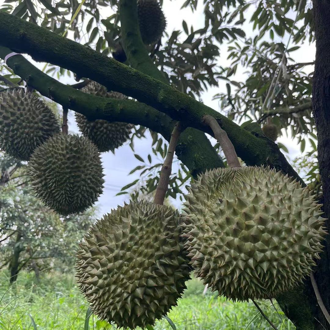 临沂黑子榴莲1