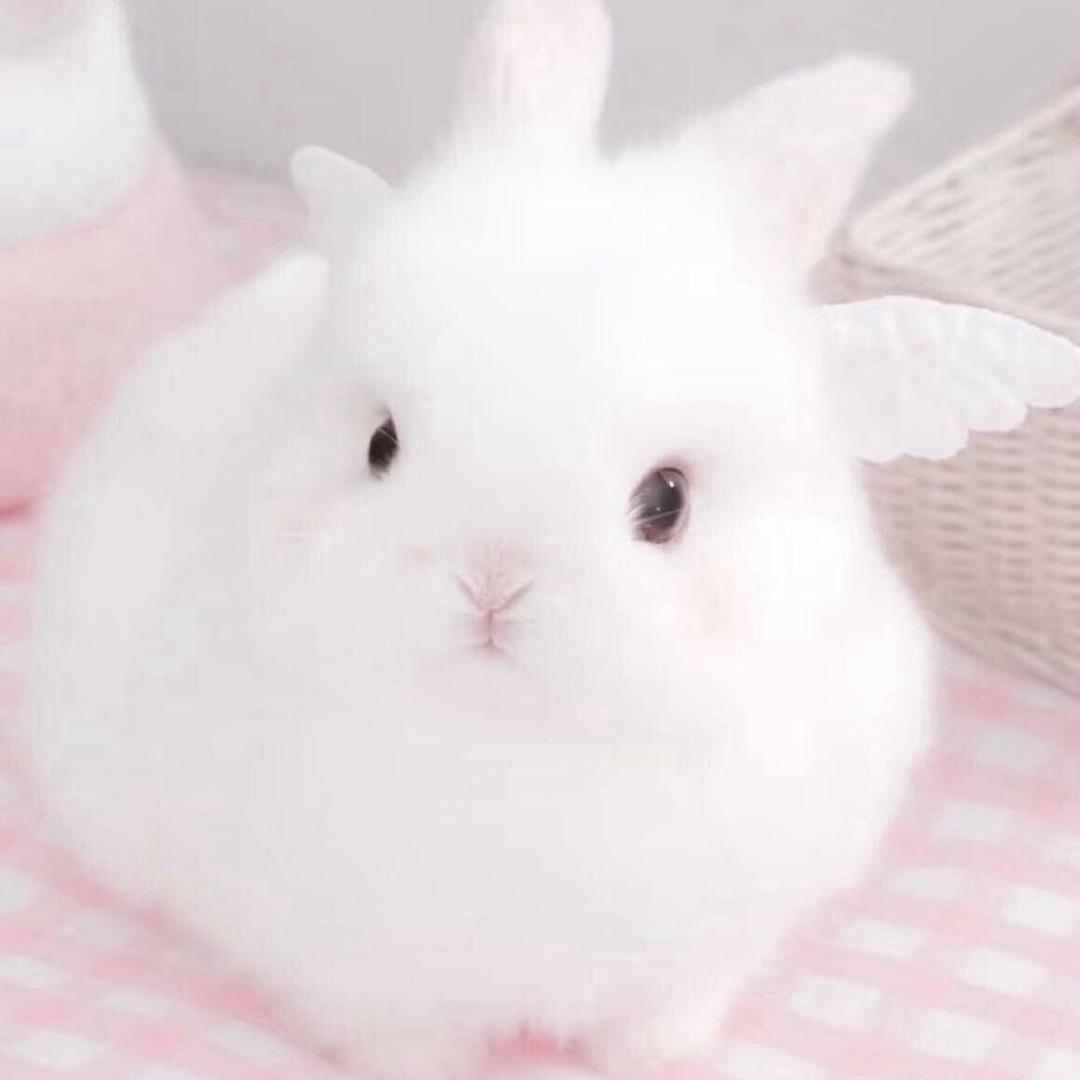 小羊.