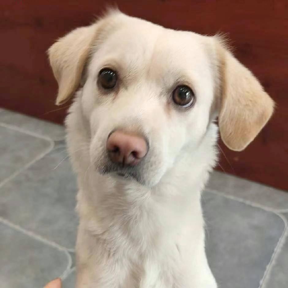 一只小白鸽🕊️