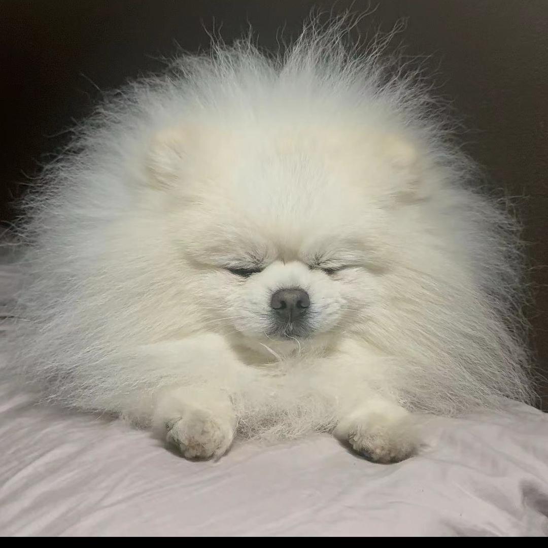 小博美钱多多
