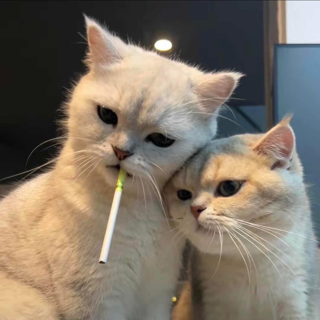 斯文孙﹆