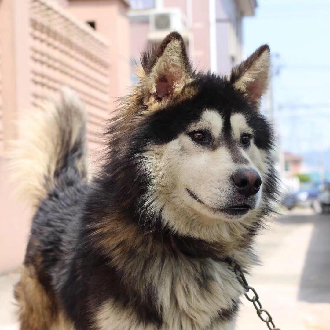 小尾巴