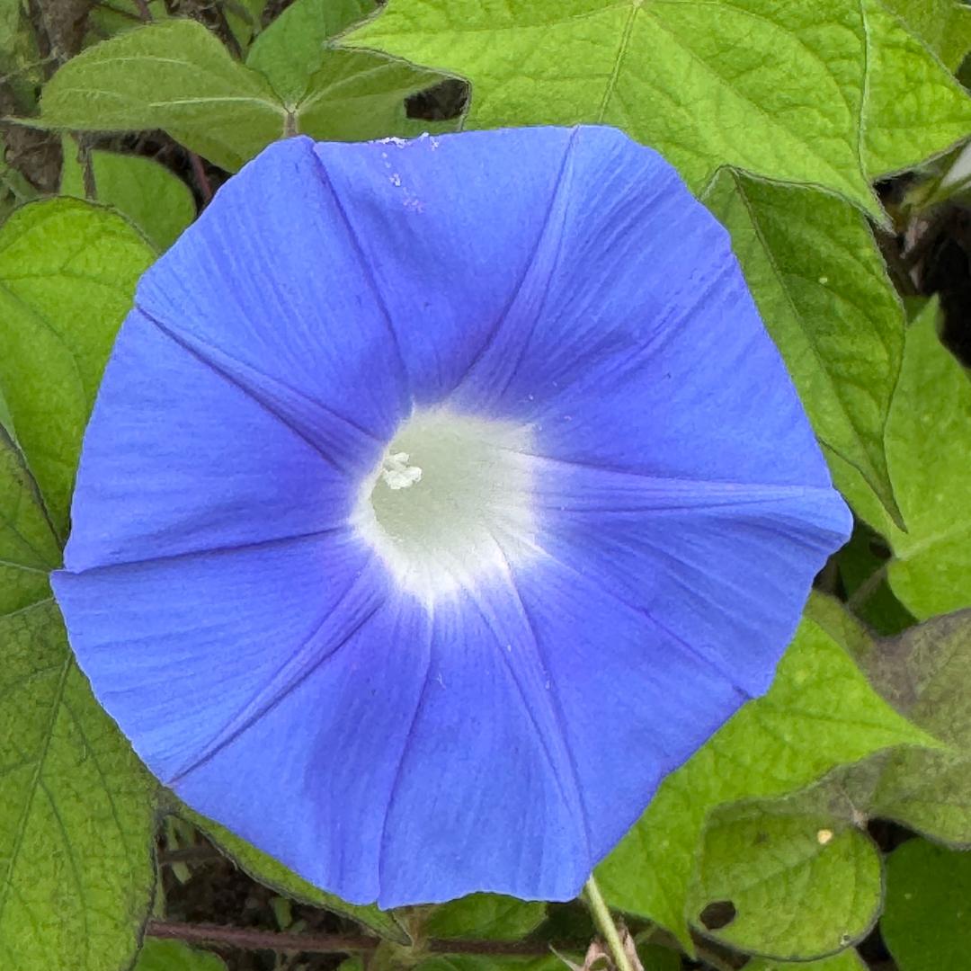 芳鹏