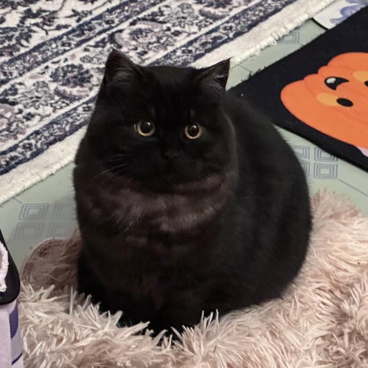 小奶牛与胖胖酱🌈