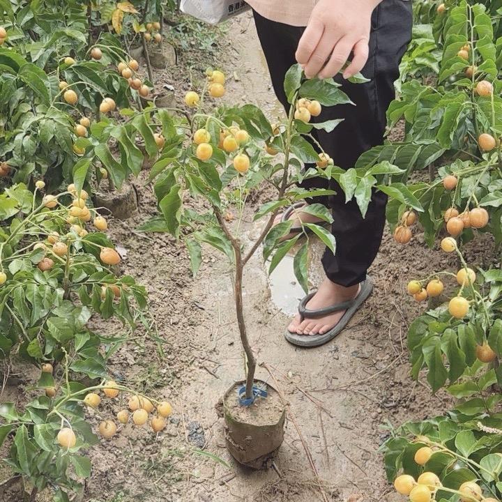 槿致尼果树苗木专卖店