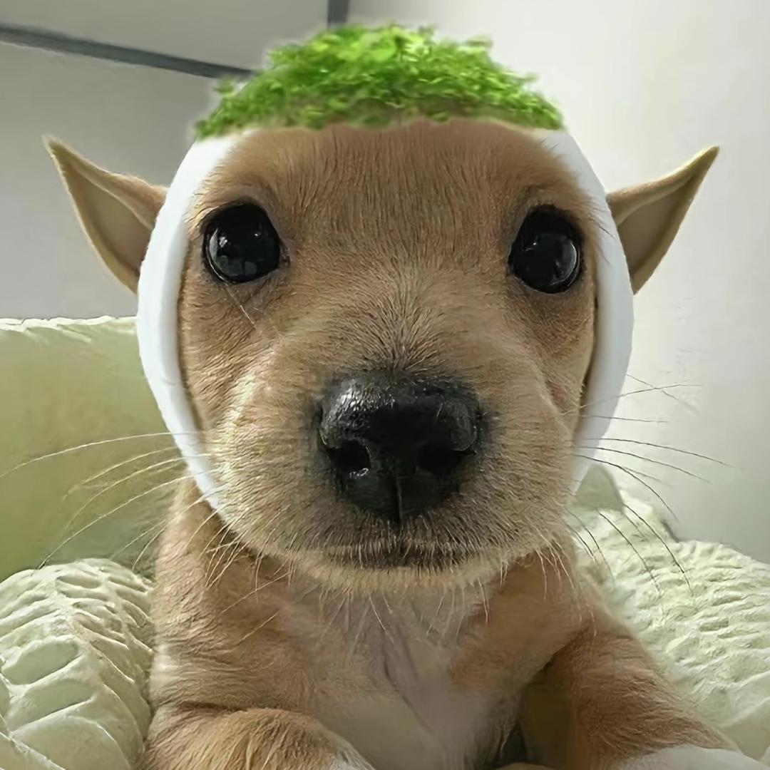 迟迟