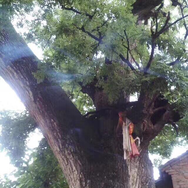 凤翔大槐树下…