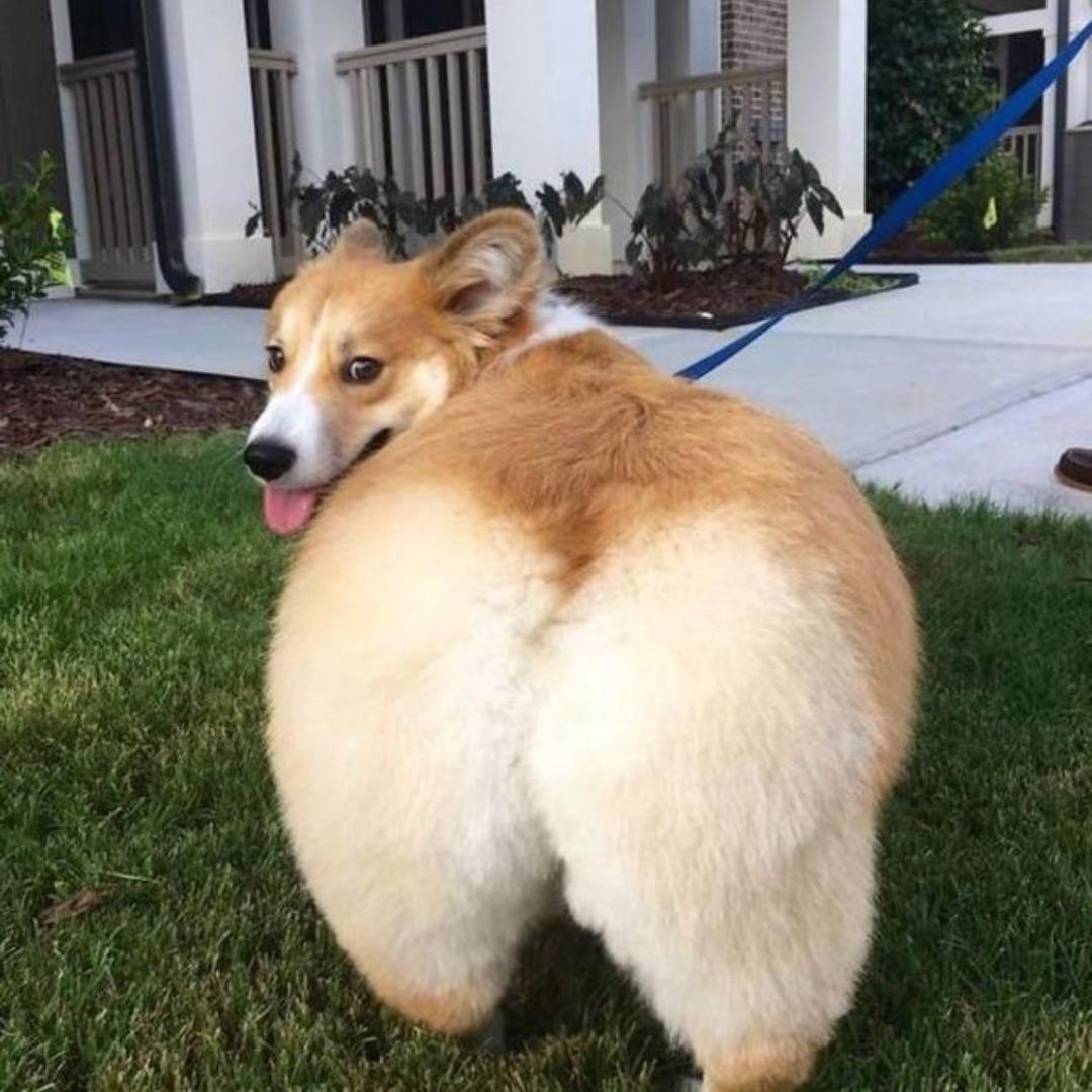 潇洒锅