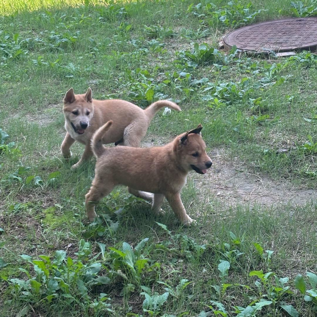 旺财~美妞🐾