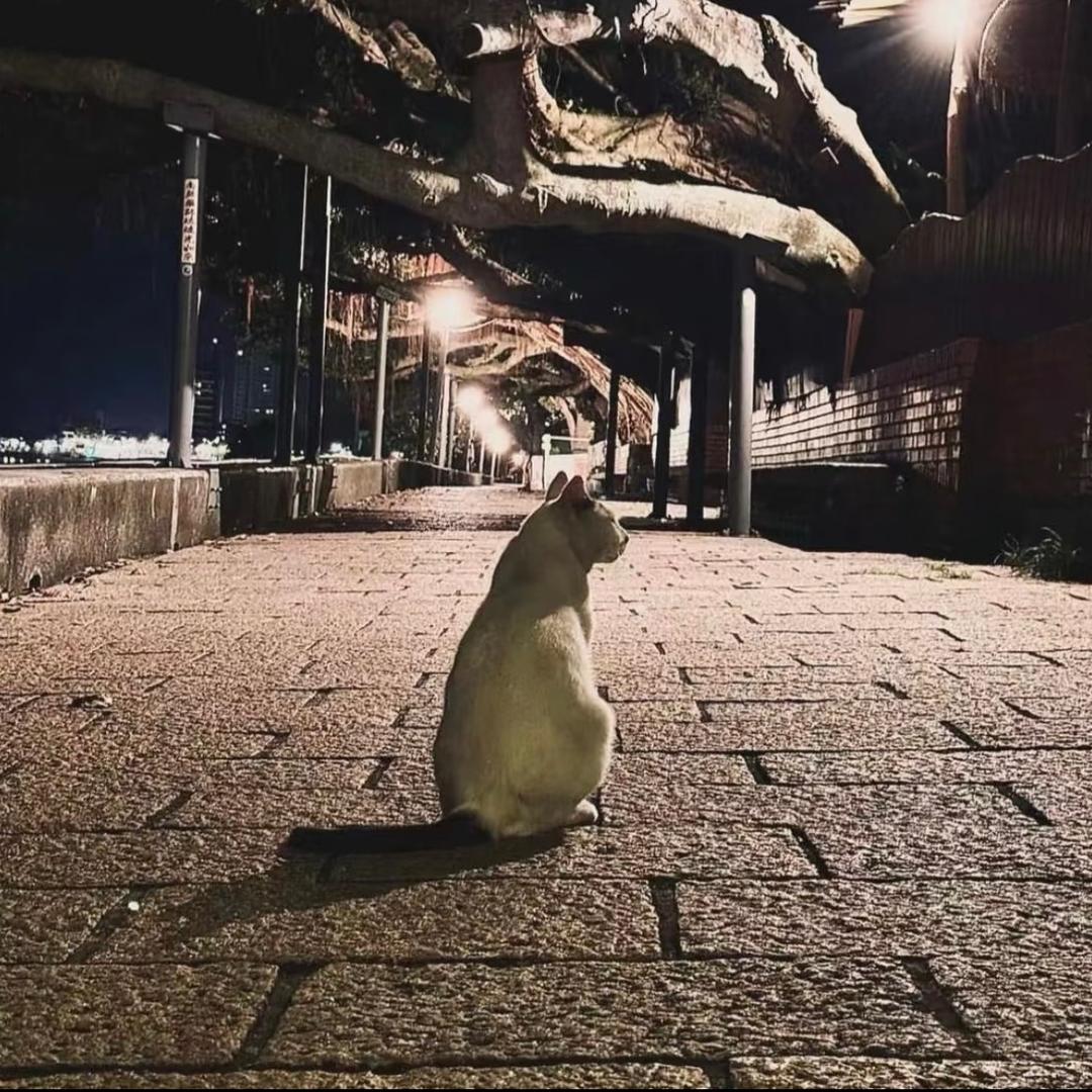 冰枫⭐落叶