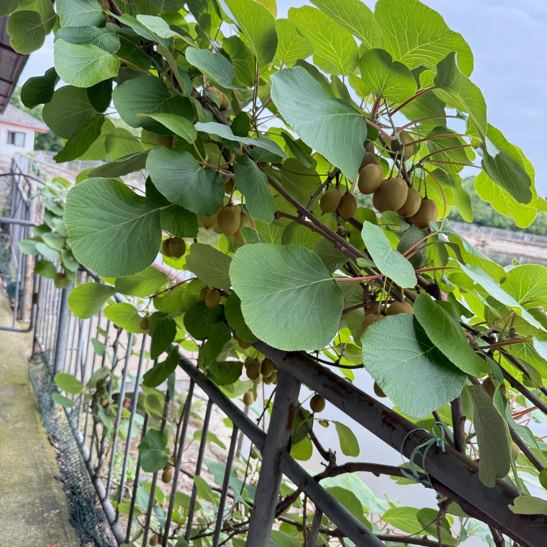 黄金海岸