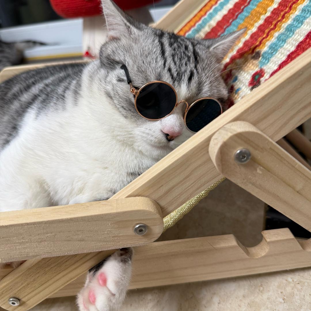 🐱铲屎官一枚
