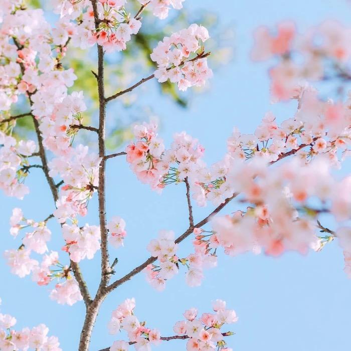蔚蓝花海