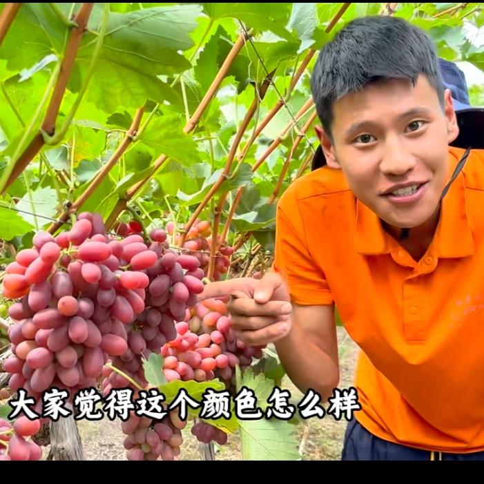 葡萄与小寜