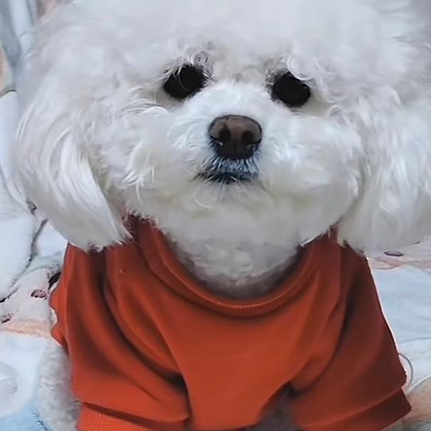比熊贝贝