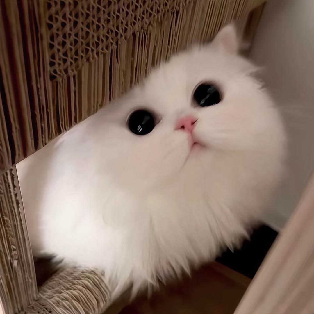 冰绷.
