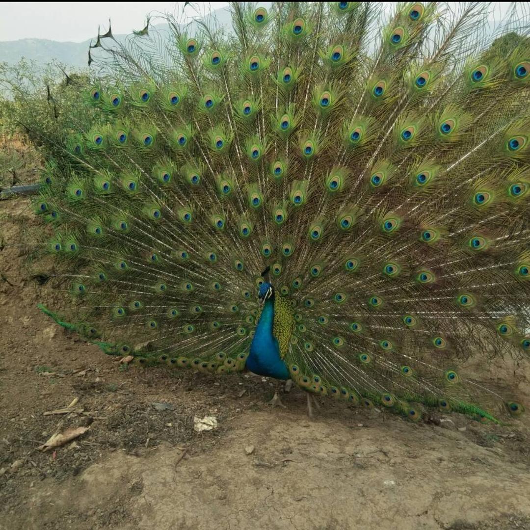 哥带你一起上月球